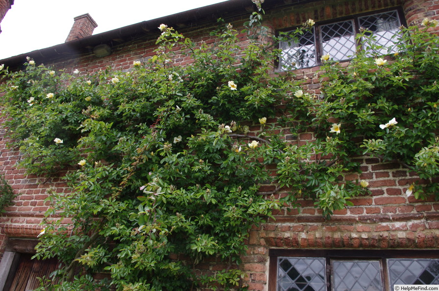'Mermaid (hybrid bracteata, Paul, 1917)' rose photo