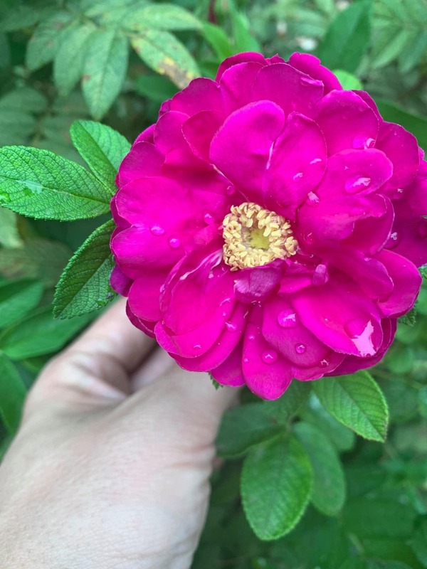 'Derek's Rose and Hydrangea Emporium'  photo
