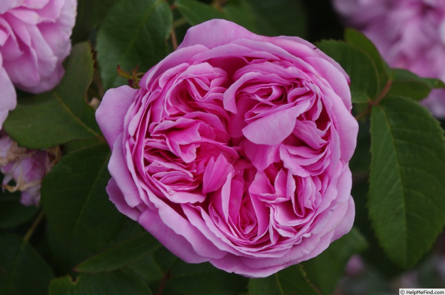 'Jacques Cartier' rose photo