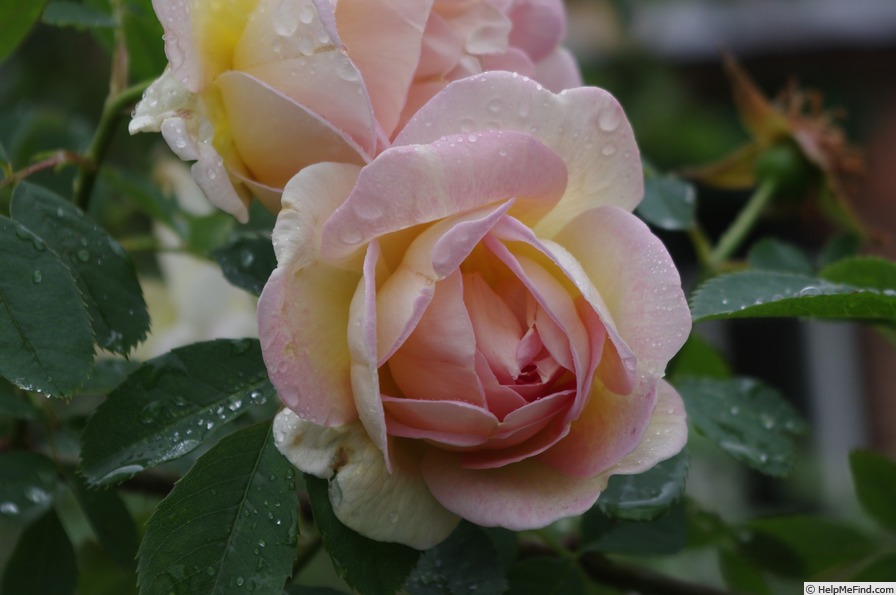 'Frühlingsduft (Hybrid Spinossima, Kordes, 1949)' rose photo