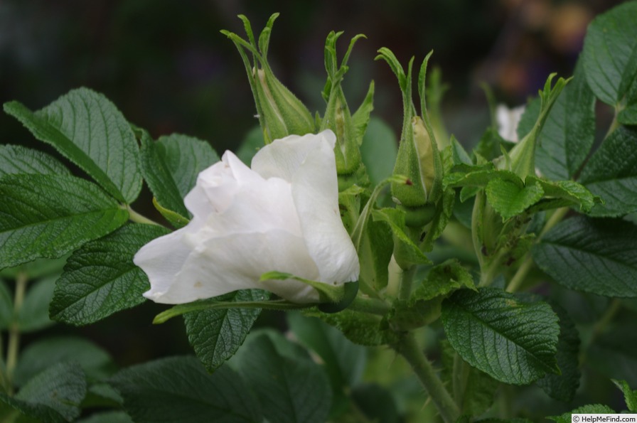 'Blanc Double de Coubert (Rugosa, Cochet-Cochet, 1892)' rose photo