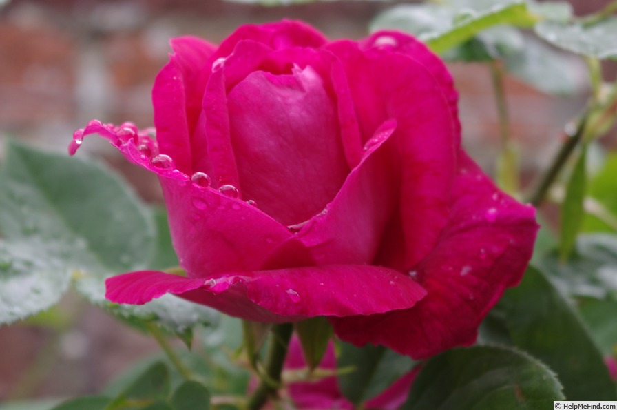 'Captain Hayward' rose photo