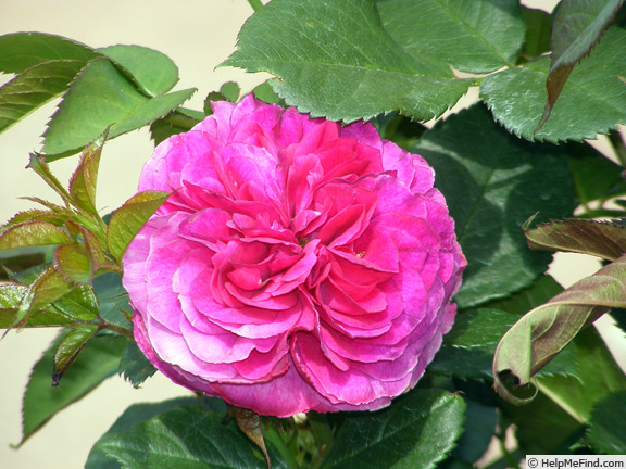 'Celestial Night ™' rose photo