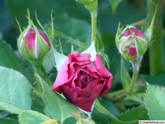 'Celestial Night ™' rose photo