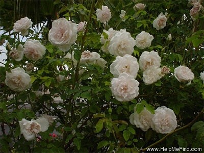 'Madame Alfred Carrière (noisette, Schwartz 1875)' rose photo