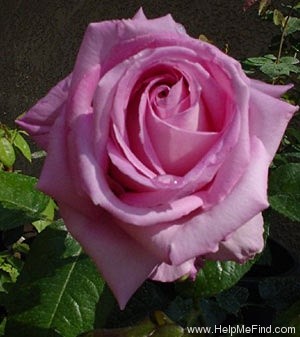 'Admiral Rodney' rose photo