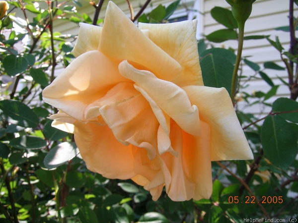 'Lady Hillingdon (Tea, Lowe & Shawyer, 1910)' rose photo