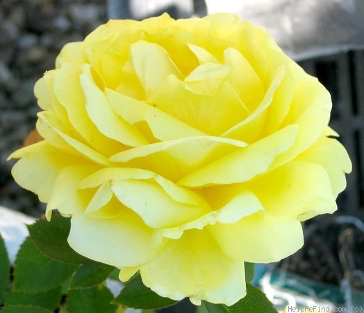 'Mellow Yellow ™ (hybrid tea, Carruth 2000)' rose photo
