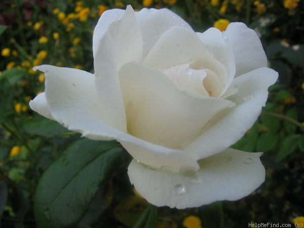 'White Christmas' rose photo