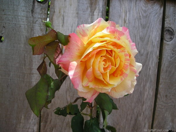 'Tropical Sunset ™ (hybrid tea, McGredy, 1988)' rose photo