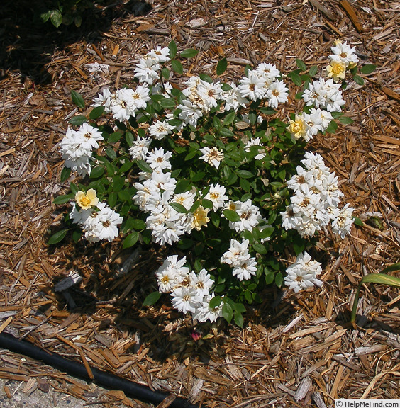 'Softee (miniature, Moore 1983)' rose photo