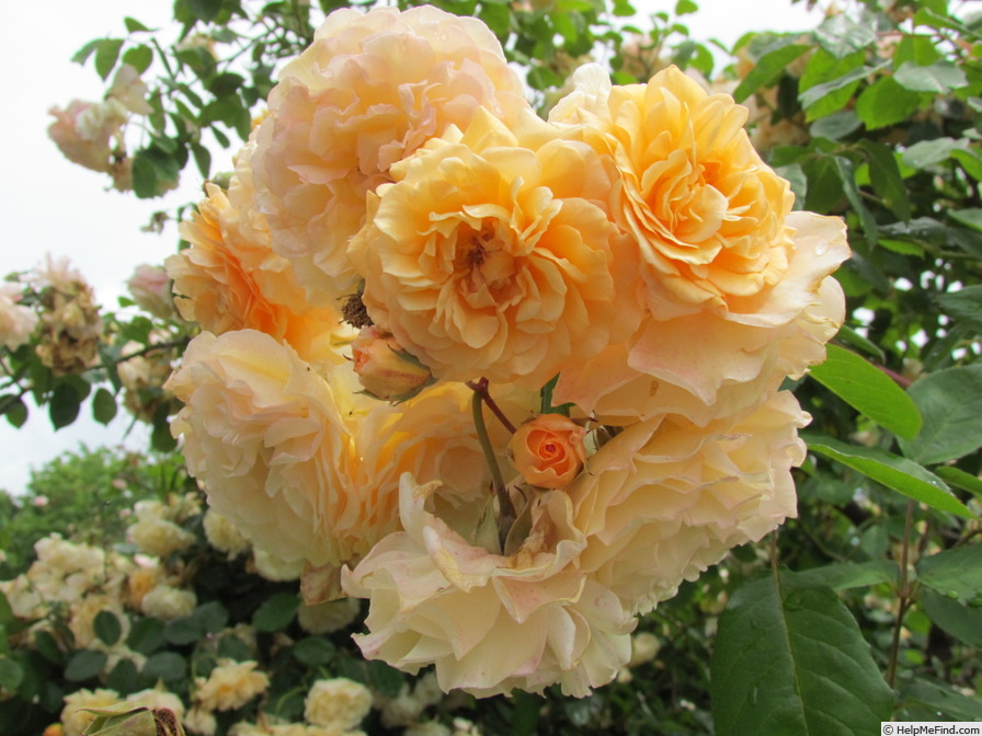 'Buff Beauty (Hybrid Musk, Bentall, 1939)' rose photo