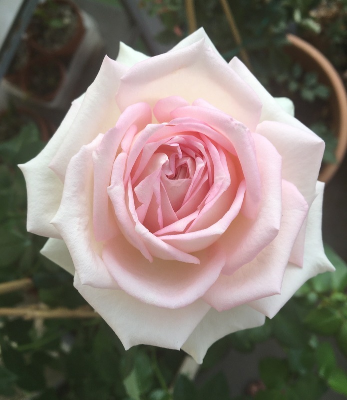 'Ragazza ®' rose photo