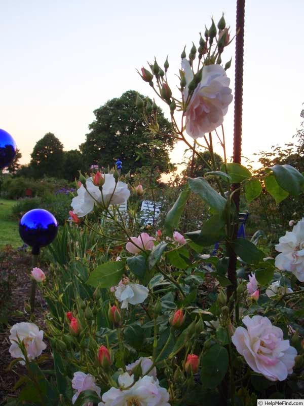 'Sourire d'Orchidée' rose photo
