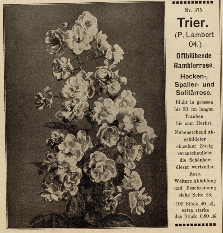 'Trier (Hybrid Multiflora, Lambert, 1904)' rose photo