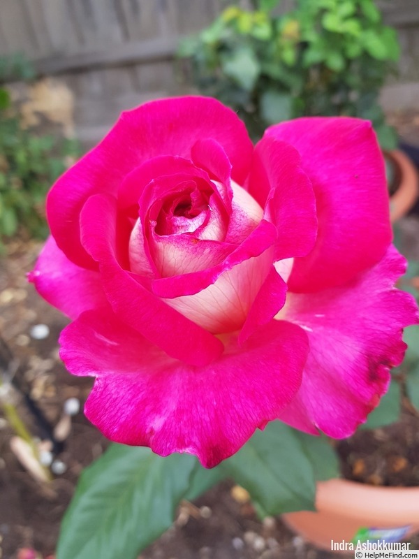 'Bolchoï ® (hybrid tea, Meilland, 1996)' rose photo