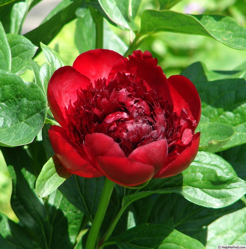 'Jean E. Bockstoce' peony photo