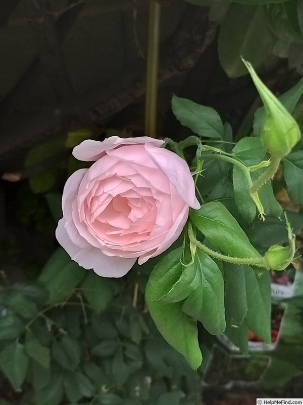 'Nahéma' rose photo