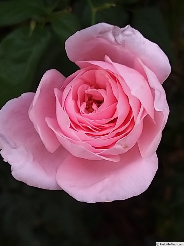 'Nahéma' rose photo