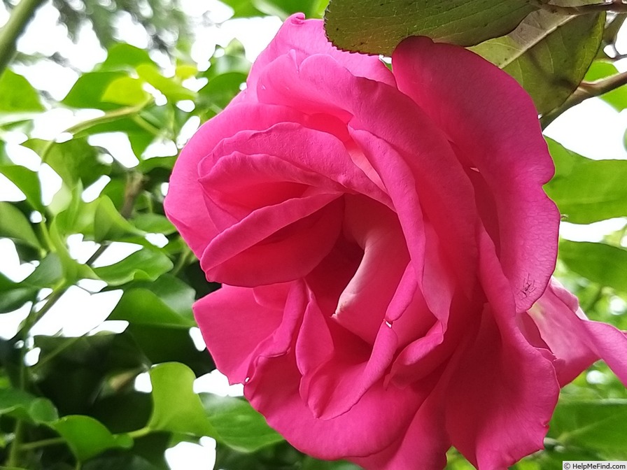 'Parfum Royal Cl.' rose photo
