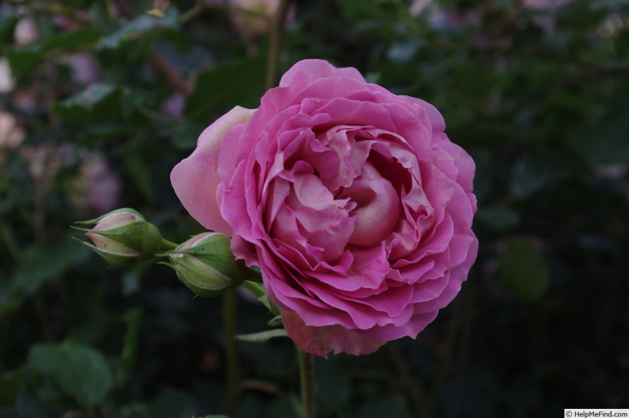 'AUShunter' rose photo