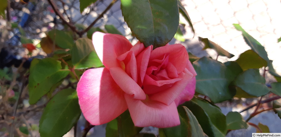 'Lorraine Lee' rose photo