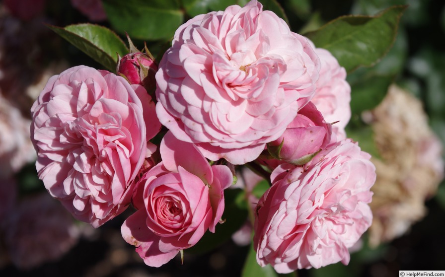 'TAN02100' rose photo