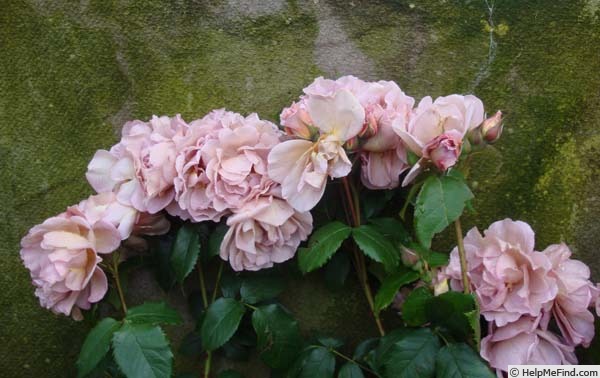 'Lavender Pinocchio (Floribunda, Boerner, 1948)' rose photo