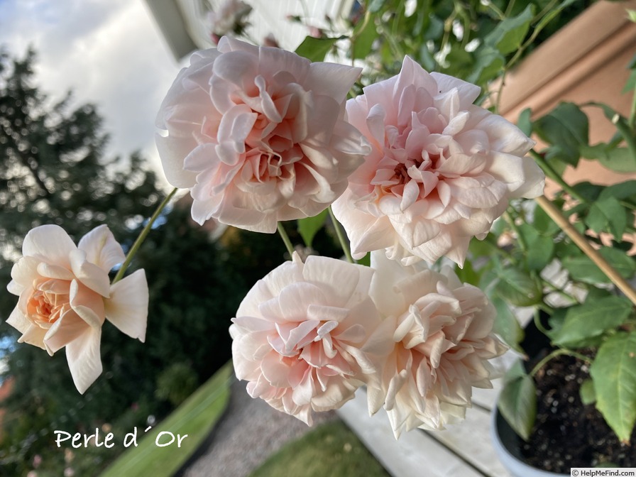 'Perle d'Or (polyantha, Rambaux, 1875)' rose photo