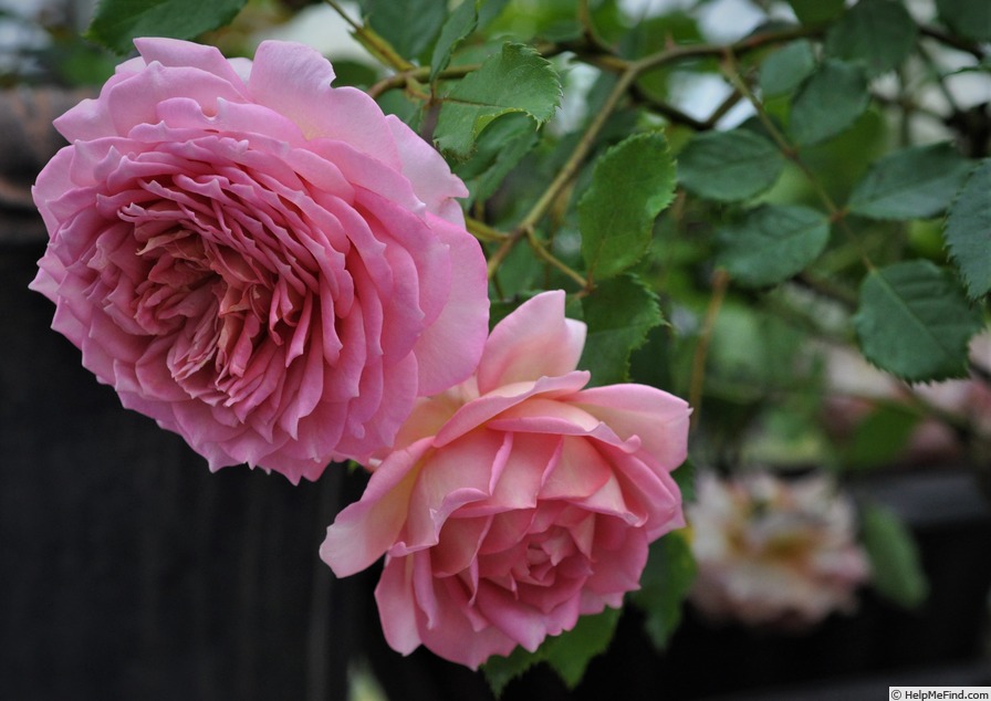 'Jubilee Celebration (shrub, Austin 2002)' rose photo