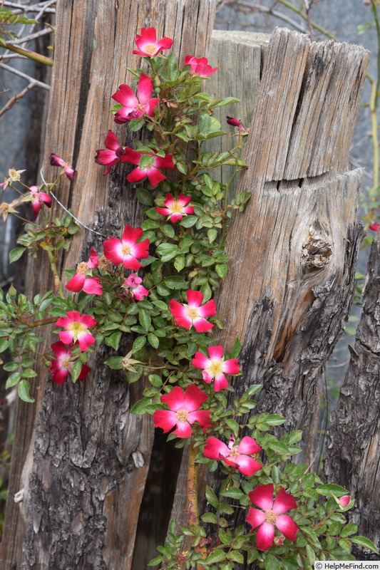 'Bloomfield Courage' rose photo