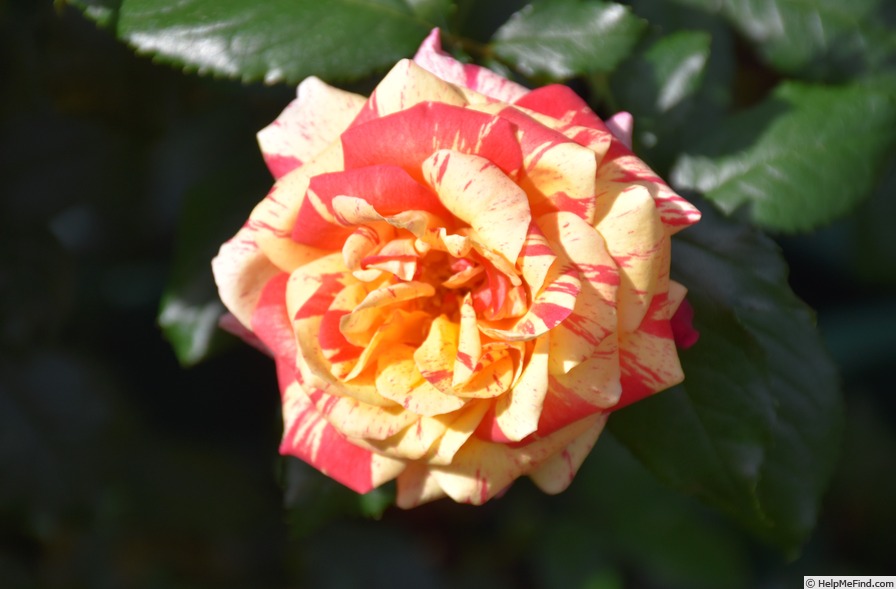 'Love In' rose photo