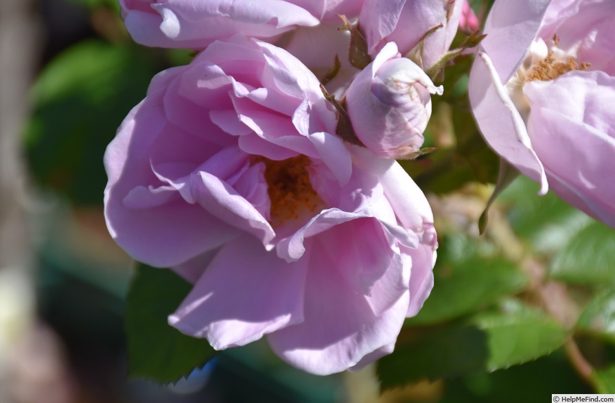 'Sarah van Fleet' rose photo