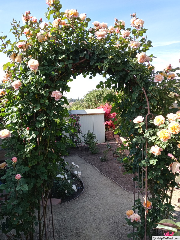 'The Impressionist ™ (shrub, Clements 2000)' rose photo