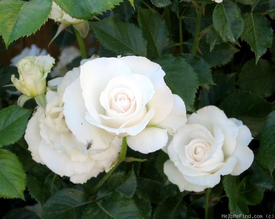 'Margaret Merril (Floribunda, Harkness, 1977)' rose photo