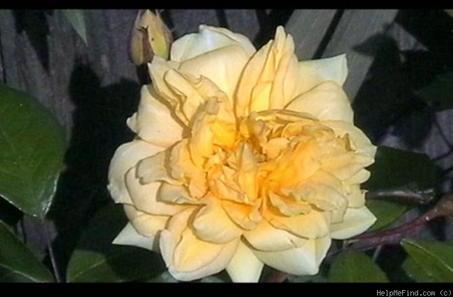 'Alister Stella Gray (noisette, Gray 1894)' rose photo