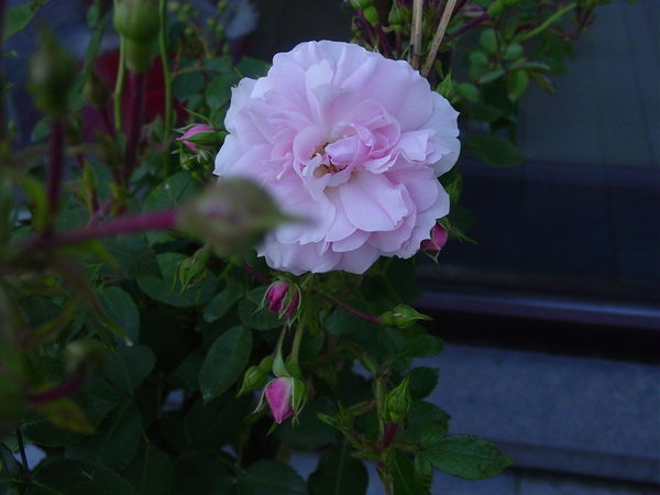 'Cnockaert Nadine'  photo