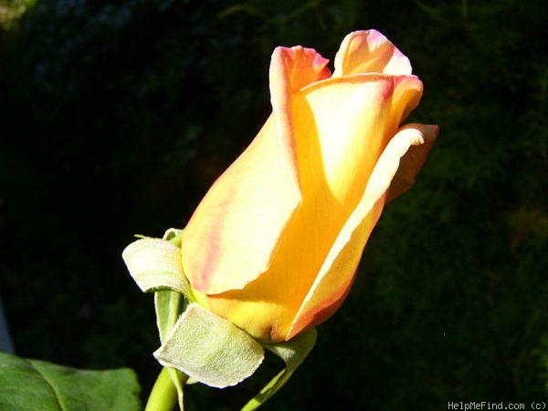 'Beauté (hybrid tea, Mallerin, 1953)' rose photo