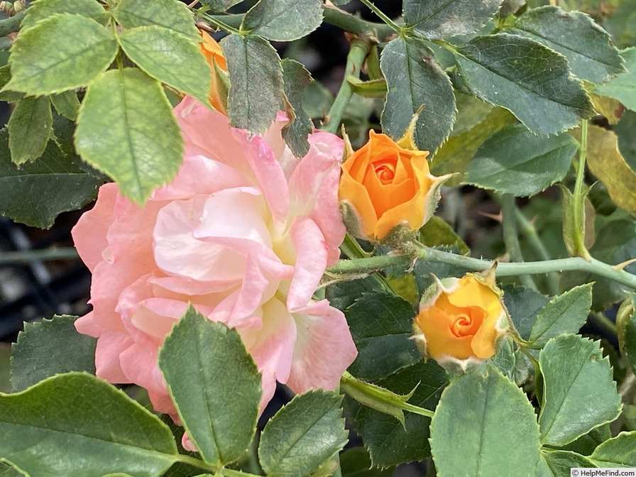 'Orange Honey' rose photo