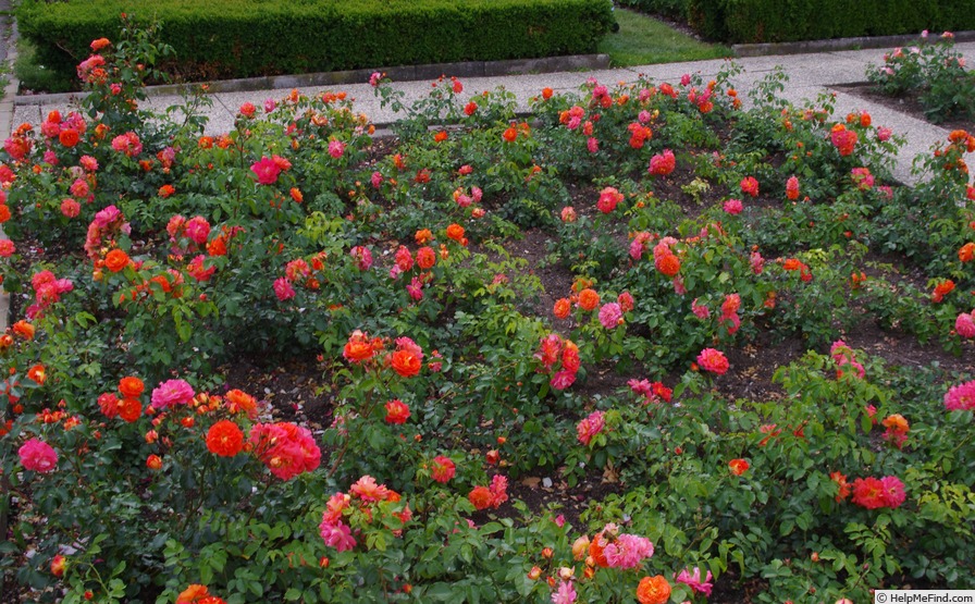 'Gebrüder Grimm ®' rose photo