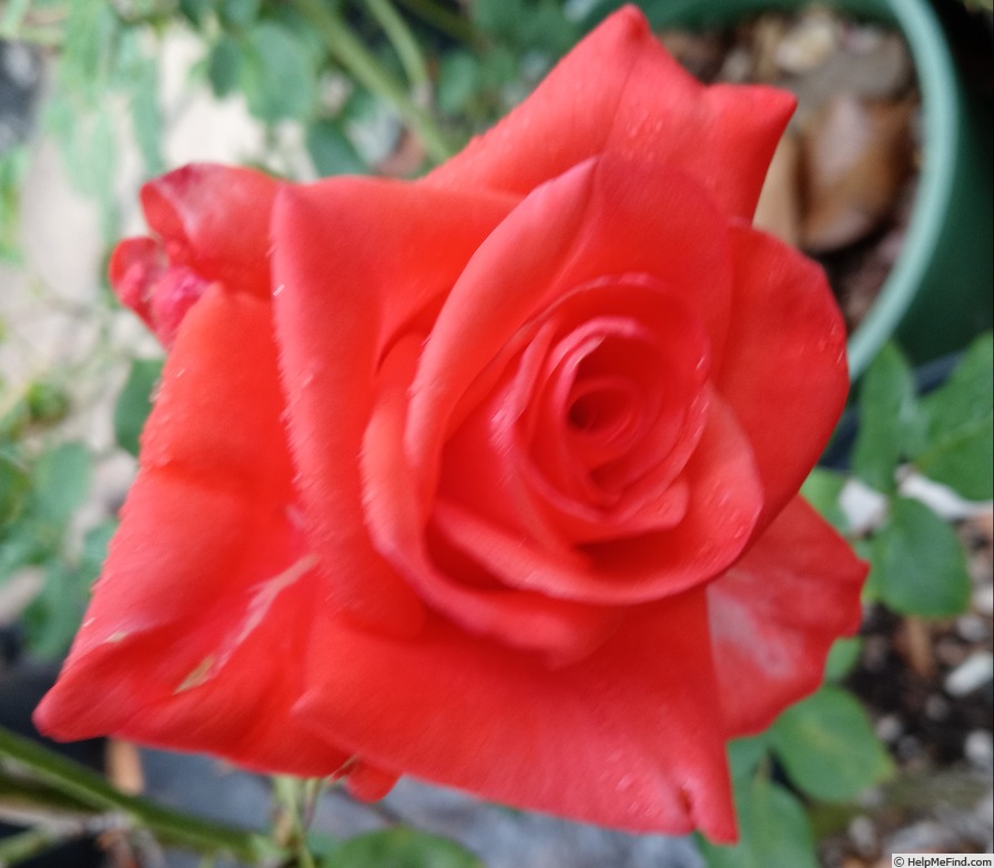 'Orange Passion ™' rose photo