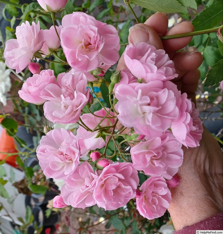 'Heavenly Pink ® (Hybrid Musk, Lens 1997)' rose photo