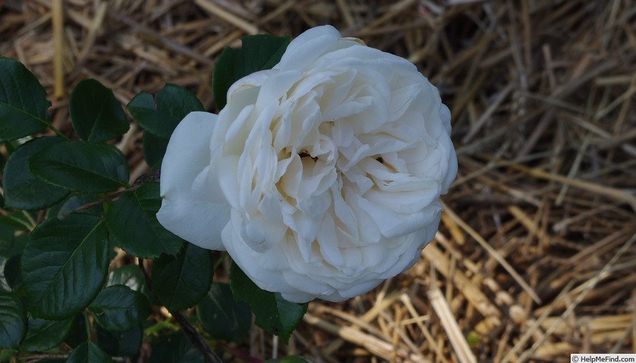 'Summer Memories' rose photo