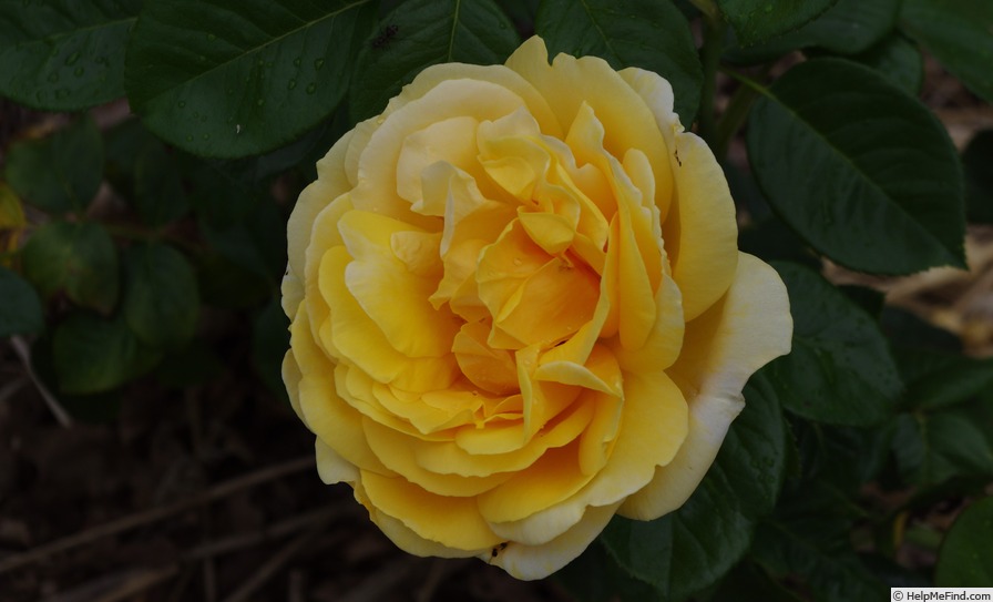'Michelangelo ® (hybrid tea, Meilland before 1997)' rose photo