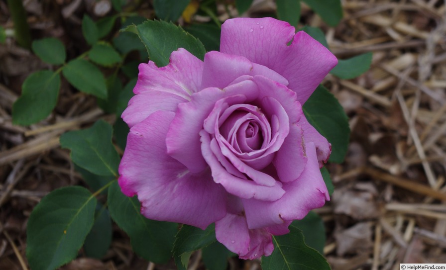 'Charles de Gaulle ®' rose photo