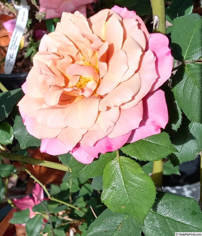 'Pam's Choice' rose photo