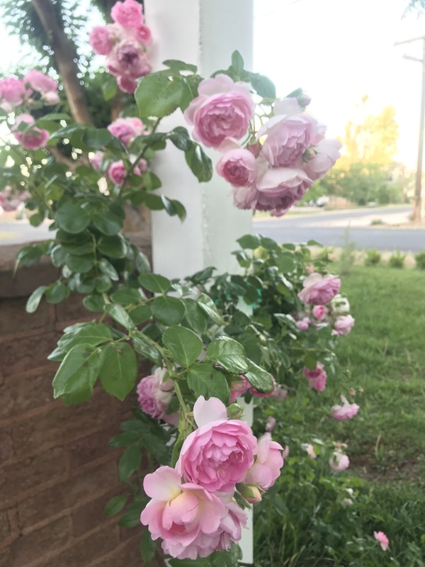 'Jasmina ™ (LCl, Kordes, 1996)' rose photo