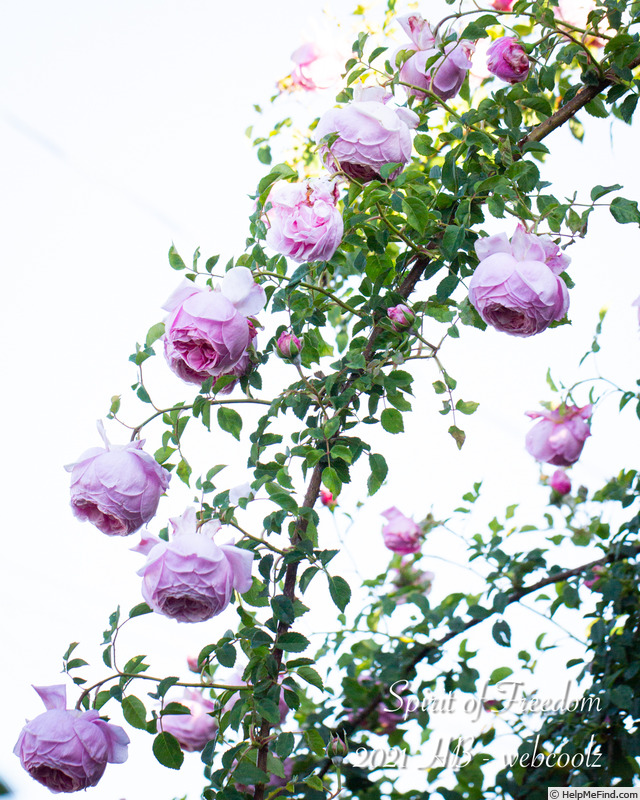 'Spirit of Freedom' rose photo
