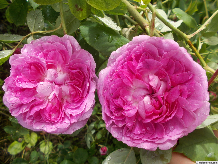 'Reine des Violettes (hybrid perpetual, Mille-Mallet 1860)' rose photo