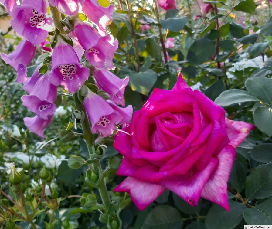 'Parole ®' rose photo